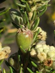 Phylica axillaris maritima