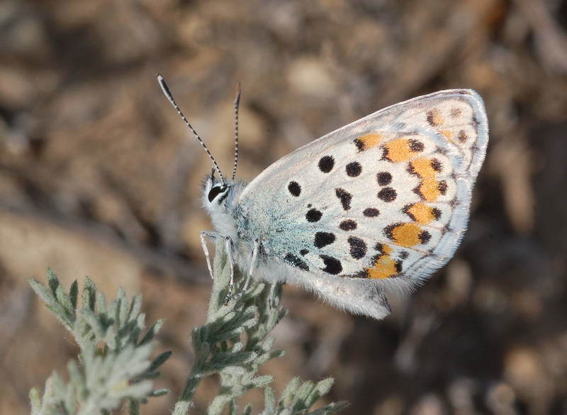 Zephyr Blue