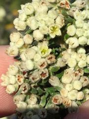 Phylica axillaris maritima