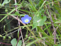 Ipomoea cardiophylla