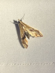 Agathodes designalis