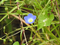 Ipomoea cardiophylla