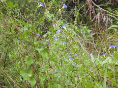 Ipomoea cardiophylla