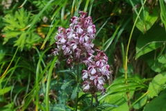 Pedicularis chamissonis longirostrata
