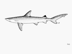 Blackspot Shark photo 2