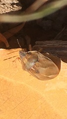 Homaemus aeneifrons