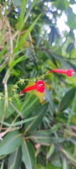 Ipomoea hederifolia