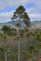 Dacrydium araucarioides