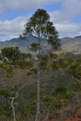 Dacrydium araucarioides