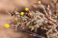 Acacia lycopodiifolia