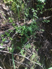 Galium cliftonsmithii