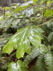 Oplopanax horridus