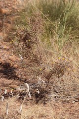 Acacia lycopodiifolia