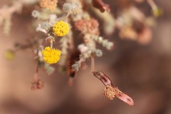 Acacia lycopodiifolia