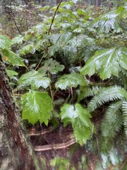Oplopanax horridus