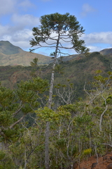 Dacrydium araucarioides