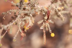 Acacia lycopodiifolia