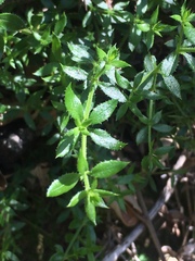 Galium cliftonsmithii