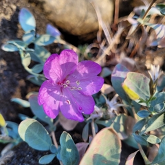 Epilobium rigidum