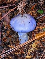 Cortinarius subfoetidus