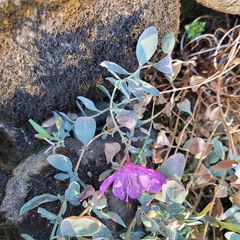 Epilobium rigidum