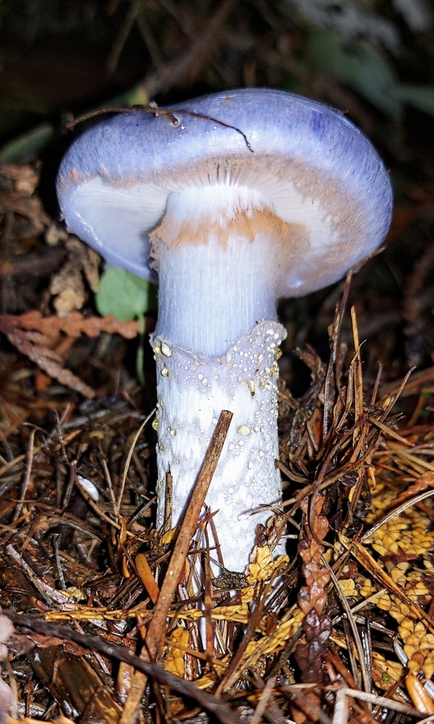Phlegmacium subfoetidum