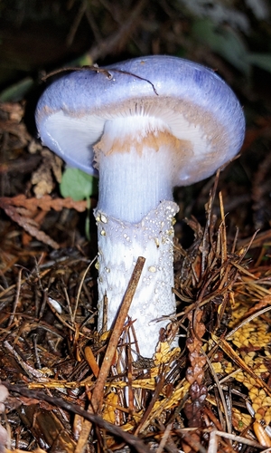 Phlegmacium subfoetidum (A.H.Sm.) Niskanen & Liimat.