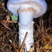 Cortinarius subfoetidus - Photo (c) Bob Carter, some rights reserved (CC BY-NC), uploaded by Bob Carter