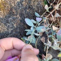 Epilobium rigidum