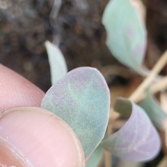 Epilobium rigidum