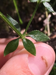 Galium cliftonsmithii