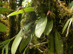 Bulbophyllum cylindraceum