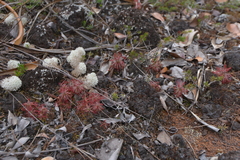 Drosera neocaledonica