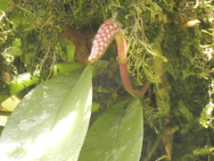 Bulbophyllum cylindraceum
