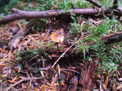 Heimiomyces fulvipes