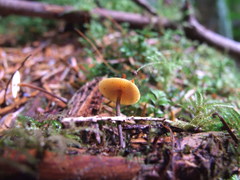 Heimiomyces fulvipes