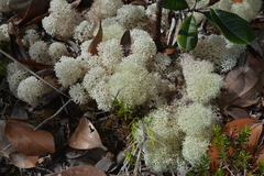 Cladonia pycnoclada