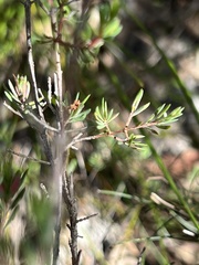 Darwinia biflora