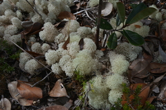 Cladonia pycnoclada