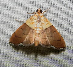 Agrotera