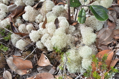 Cladonia pycnoclada