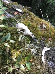 Canis lupus crassodon