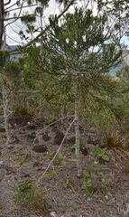 Dacrydium araucarioides
