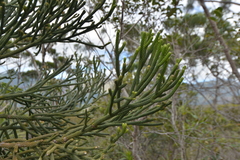 Dacrydium araucarioides