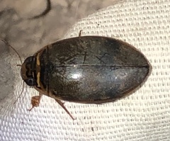 Thermonectus nigrofasciatus