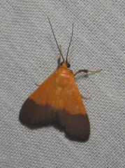 Ulopeza conigeralis