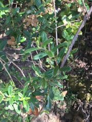 Lonicera subspicata subspicata