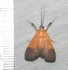 Ulopeza conigeralis