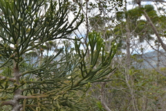 Dacrydium araucarioides