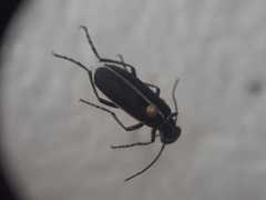 Epicauta cinctipennis